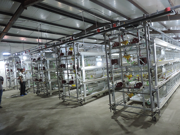 層疊式雛雞設(shè)備