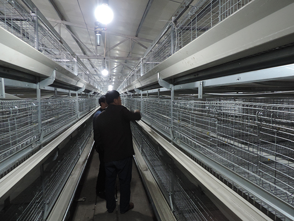 層疊式肉雞設(shè)備