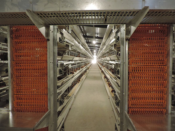 蛋雞設(shè)備